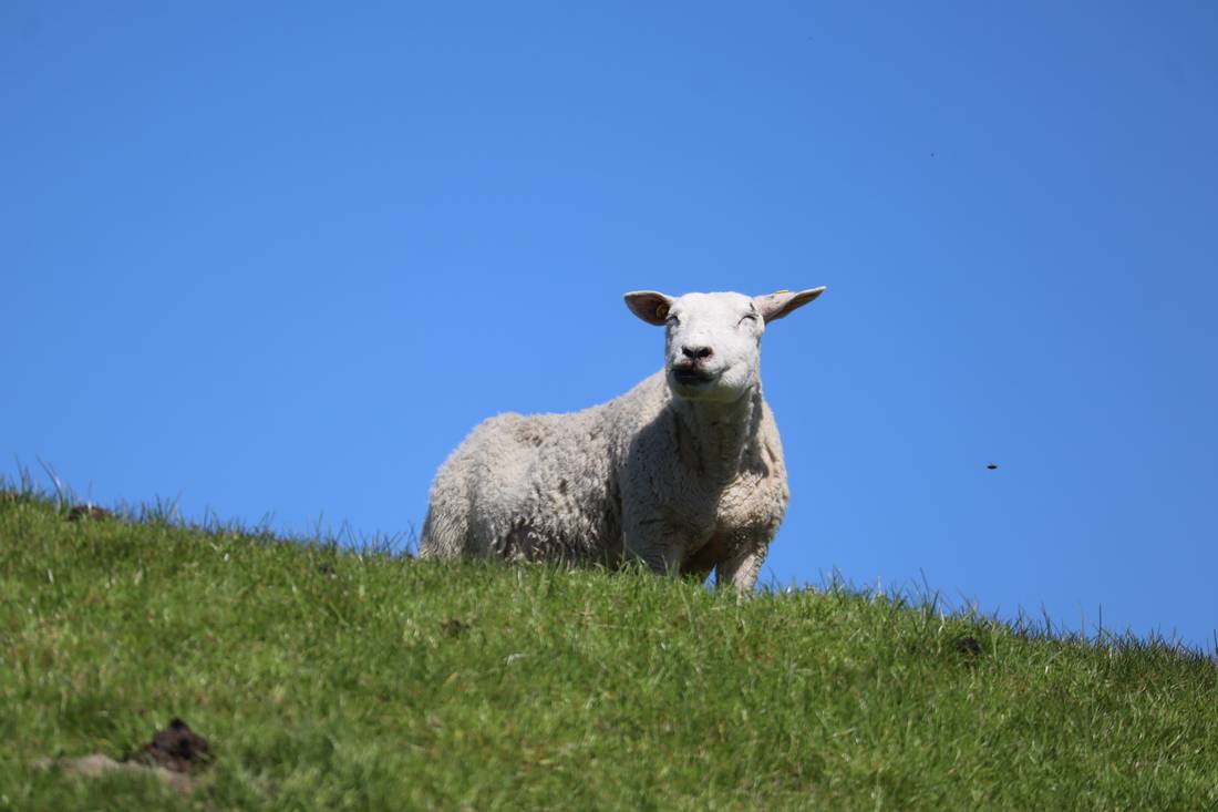 Schaf auf dem Deich